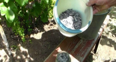 Jak správně krmit papriky popelem ve skleníku a na otevřeném poli